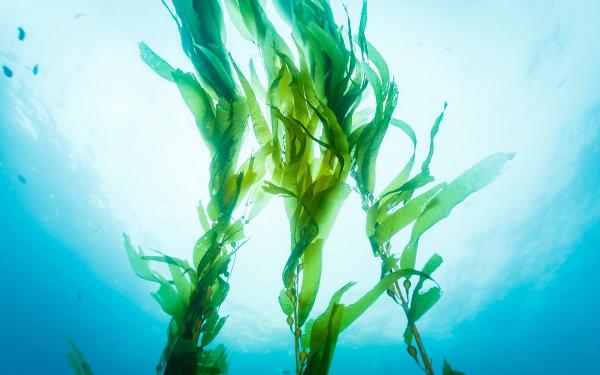 冷え症や疲労は、もしかしたらヨウ素不足かも？和食好きはヨウ素過多？